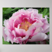 Pink Peony Waterverf Fine Floral Poster (Voorkant)