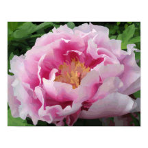 Pink Peony Waterverf Fine Floral