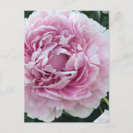 Pink Perky Peony foto Briefkaart