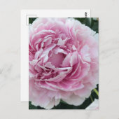Pink Perky Peony foto Briefkaart (Voorkant / Achterkant)