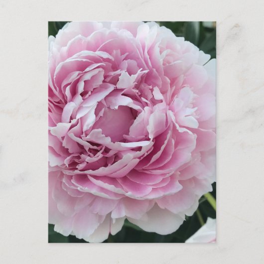 Pink Perky Peony foto Briefkaart (Voorkant)