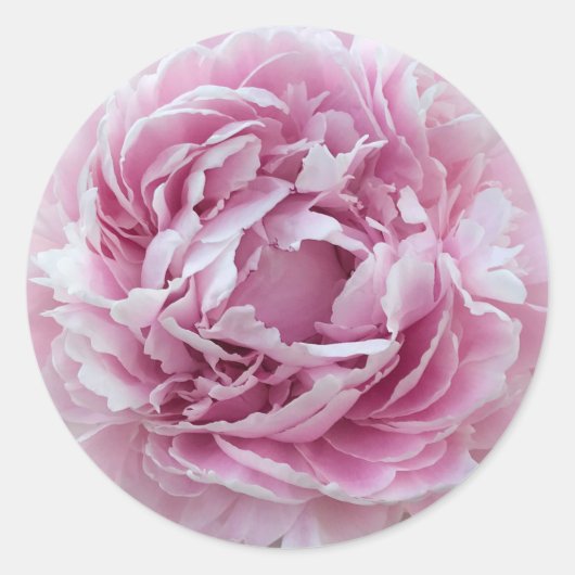 Pink Perky Peony Ronde Sticker (Voorkant)