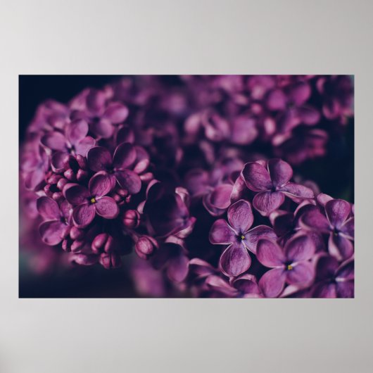 PINK-PETALED-STROOM POSTER (Voorkant)