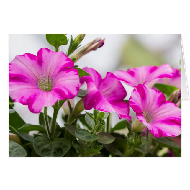 Pink Petunia Passion (Voorkant Horizontaal)
