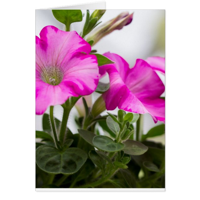Pink Petunia Passion (Voorkant)