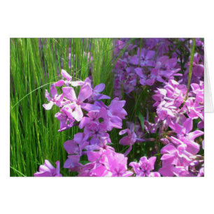 Pink Phlox en Grass Summer Floral