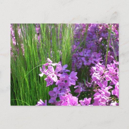Pink Phlox en Grass Summer Floral Briefkaart (Voorkant)