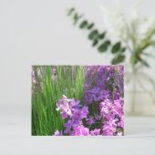 Pink Phlox en Grass Summer Floral Briefkaart (Staand voorkant)