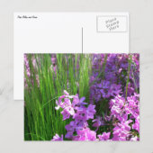 Pink Phlox en Grass Summer Floral Briefkaart (Voorkant / Achterkant)