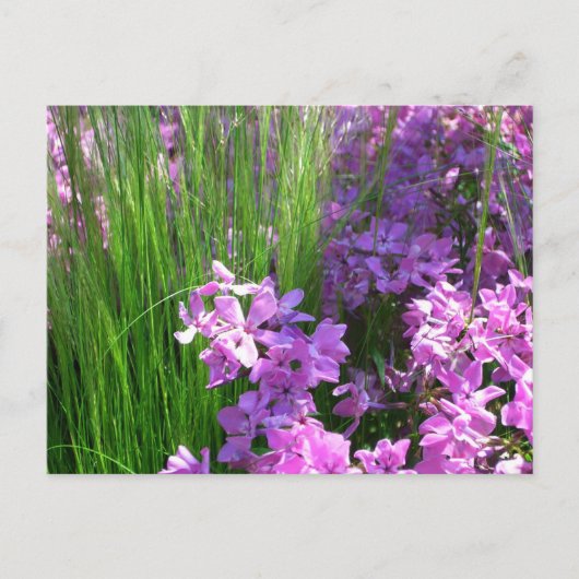 Pink Phlox en Grass Summer Floral Briefkaart (Voorkant)