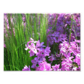 Pink Phlox en Grass Summer Floral Foto Afdruk (Voorkant)