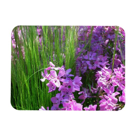 Pink Phlox en Grass Summer Floral Magneet (Horizontaal)