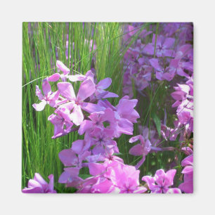 Pink Phlox en Grass Summer Floral Magneet