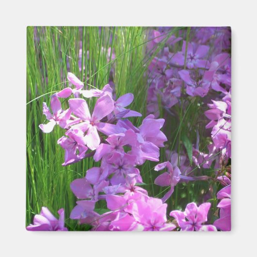Pink Phlox en Grass Summer Floral Magneet (Voorkant)