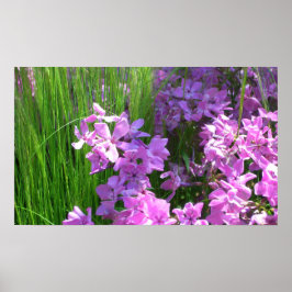 Pink Phlox en Grass Summer Floral Poster