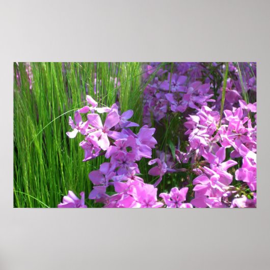 Pink Phlox en Grass Summer Floral Poster (Voorkant)