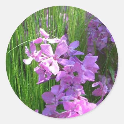 Pink Phlox en Grass Summer Floral Ronde Sticker (Voorkant)