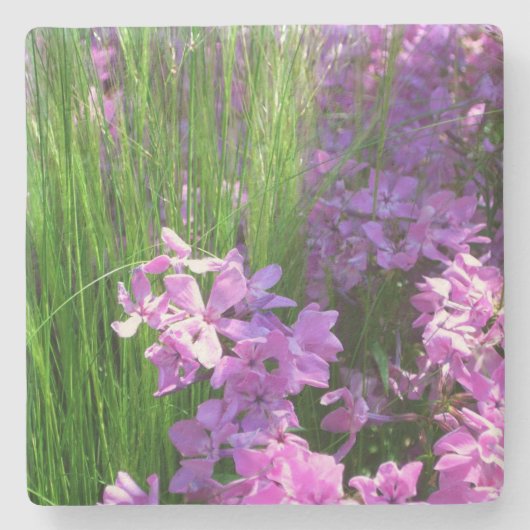Pink Phlox en Grass Summer Floral Stenen Onderzetter (Voorkant)