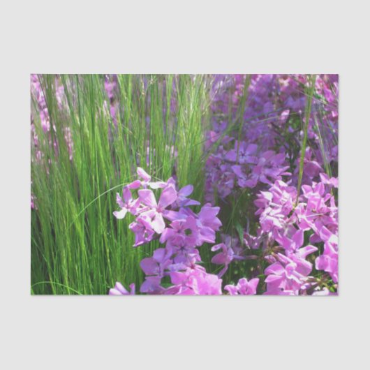 Pink Phlox en Grass Summer Floral Tissuepapier (Voorkant)