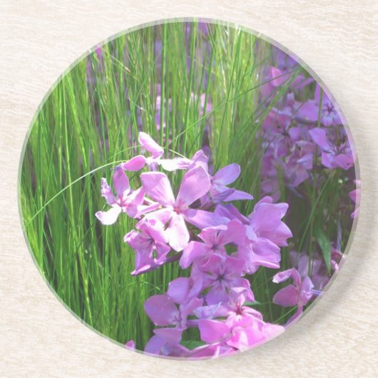 Pink Phlox en Grass Summer Floral Zandsteen Onderzetter (Voorkant)