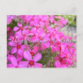 Pink Phlox Flowers Briefkaart (Voorkant)