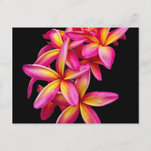  Pink Plumeria Floral Foto Briefkaart