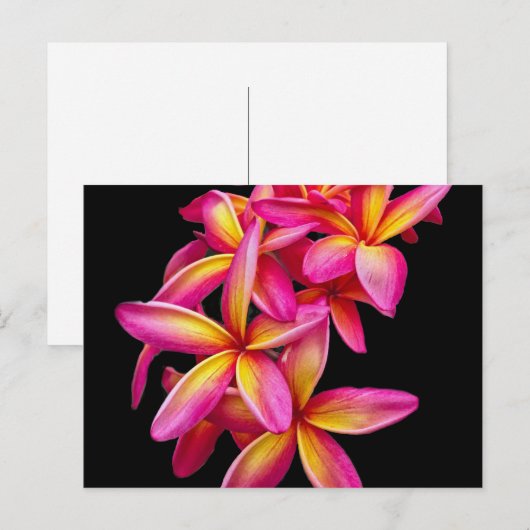  Pink Plumeria Floral Foto Briefkaart (Voorkant / Achterkant)