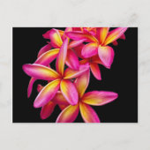  Pink Plumeria Floral Foto Briefkaart (Voorkant)