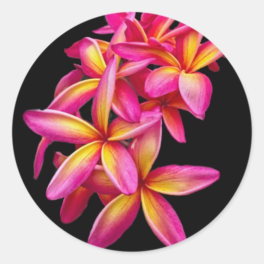  Pink Plumeria Floral Foto Ronde Sticker (Voorkant)