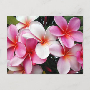 Pink Plumeria Hawaiian Briefkaart