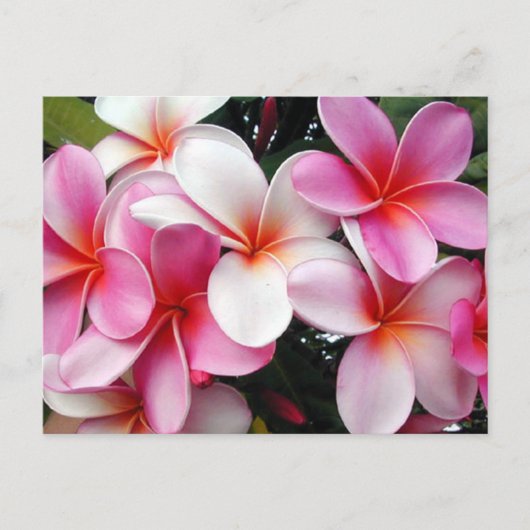 Pink Plumeria Hawaiian Briefkaart (Voorkant)