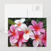Pink Plumeria Hawaiian Briefkaart (Voorkant / Achterkant)