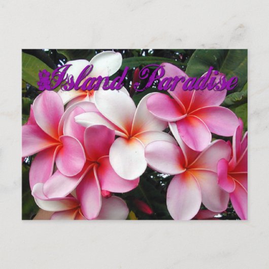 Pink Plumeria Hawaiian Briefkaart (Voorkant)