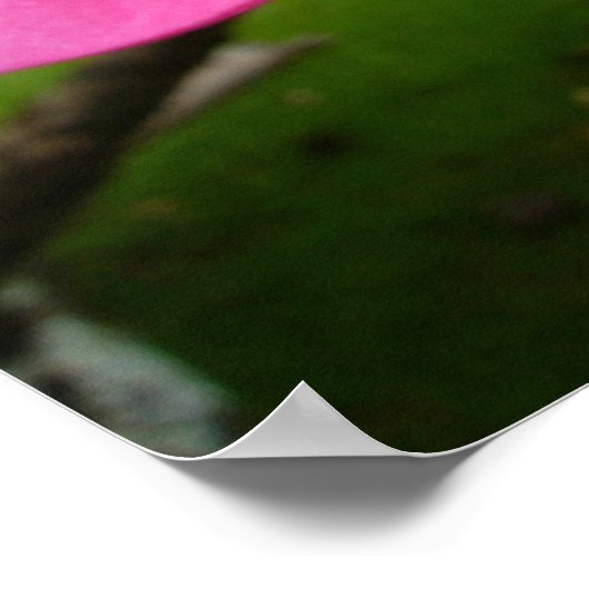 Pink Plumeria Poster (Hoek)