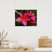 Pink Plumeria Poster (Keuken)