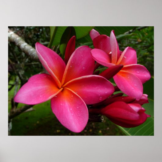 Pink Plumeria Poster (Voorkant)