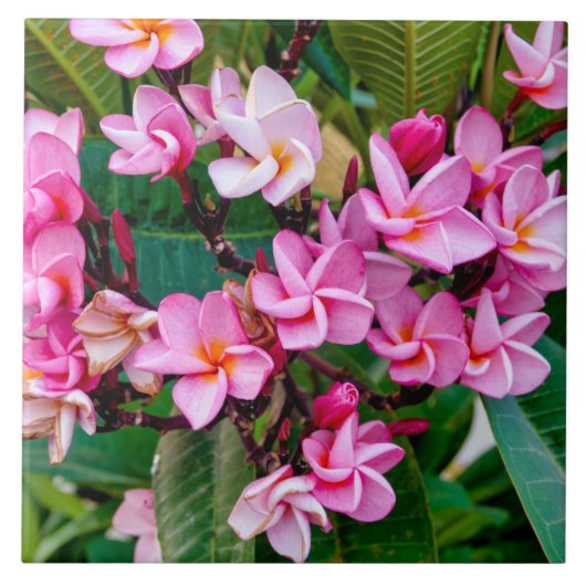 Pink Plumeria Tegeltje (Voorkant)