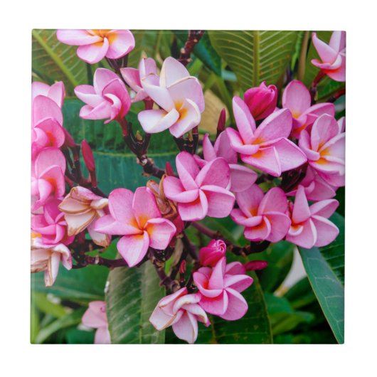 Pink Plumeria Tegeltje (Voorkant)
