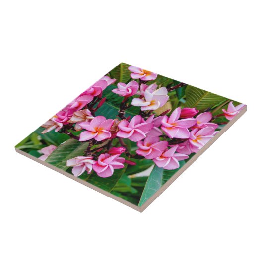 Pink Plumeria Tegeltje (Zijkant)