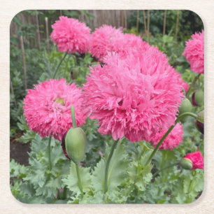 Pink Pom Pom Poppies Kartonnen Onderzetters