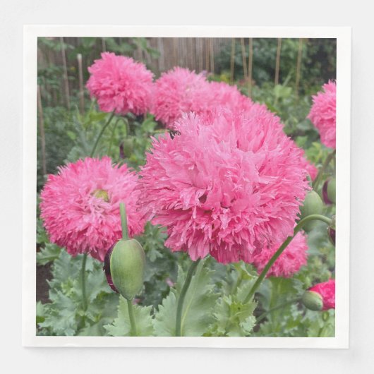 Pink Pom Pom Poppies Servet (Voorkant)