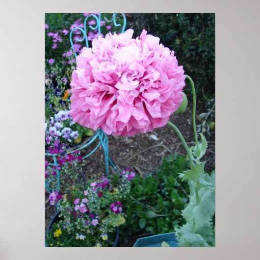 Pink Poppy Poppies Spring Flower Floral Garden Poster (Voorkant)
