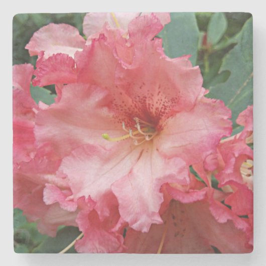 Pink Rhododendron Bloom Floral Stenen Onderzetter (Voorkant)