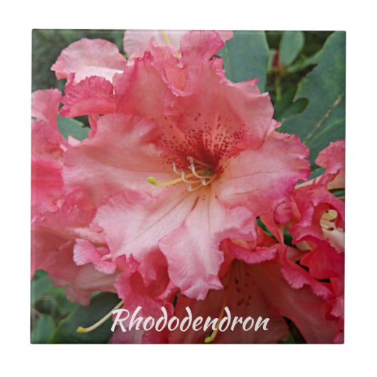 Pink Rhododendron Bloom Floral Tegeltje (Voorkant)
