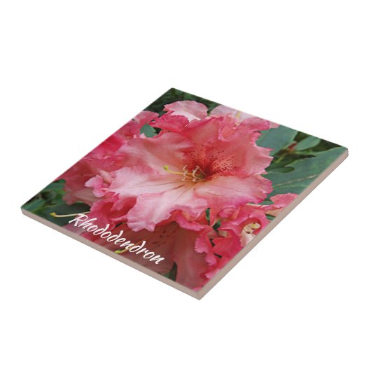 Pink Rhododendron Bloom Floral Tegeltje (Zijkant)