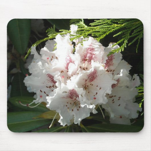 Pink Rhododendron Foto Muismat (Voorkant)