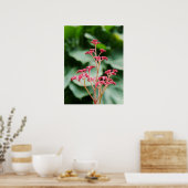 Pink Rodgersia Flower Poster (Keuken)