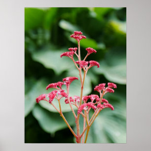 Pink Rodgersia Flower Poster