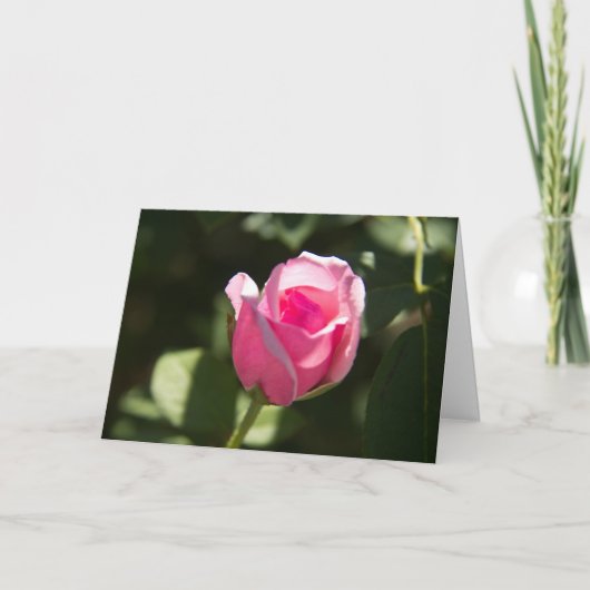 Pink Rose Bud Sympathy Kaart (Voorkant)