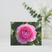 Pink Rose "Mum in a Million", Roath Park, Cardiff Briefkaart (Staand voorkant)